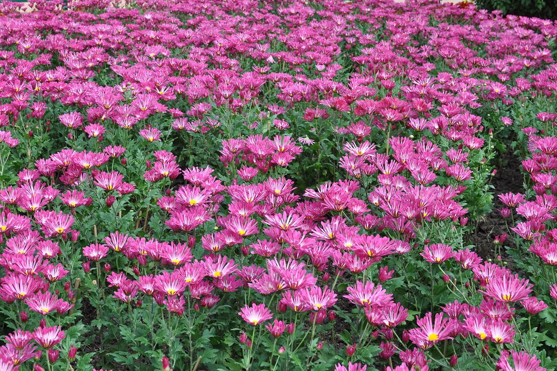 ae004.jpg