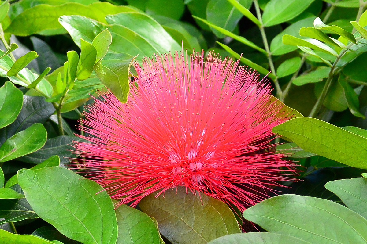 Red Lehua Flower (Post Processed) (02/04/2015)