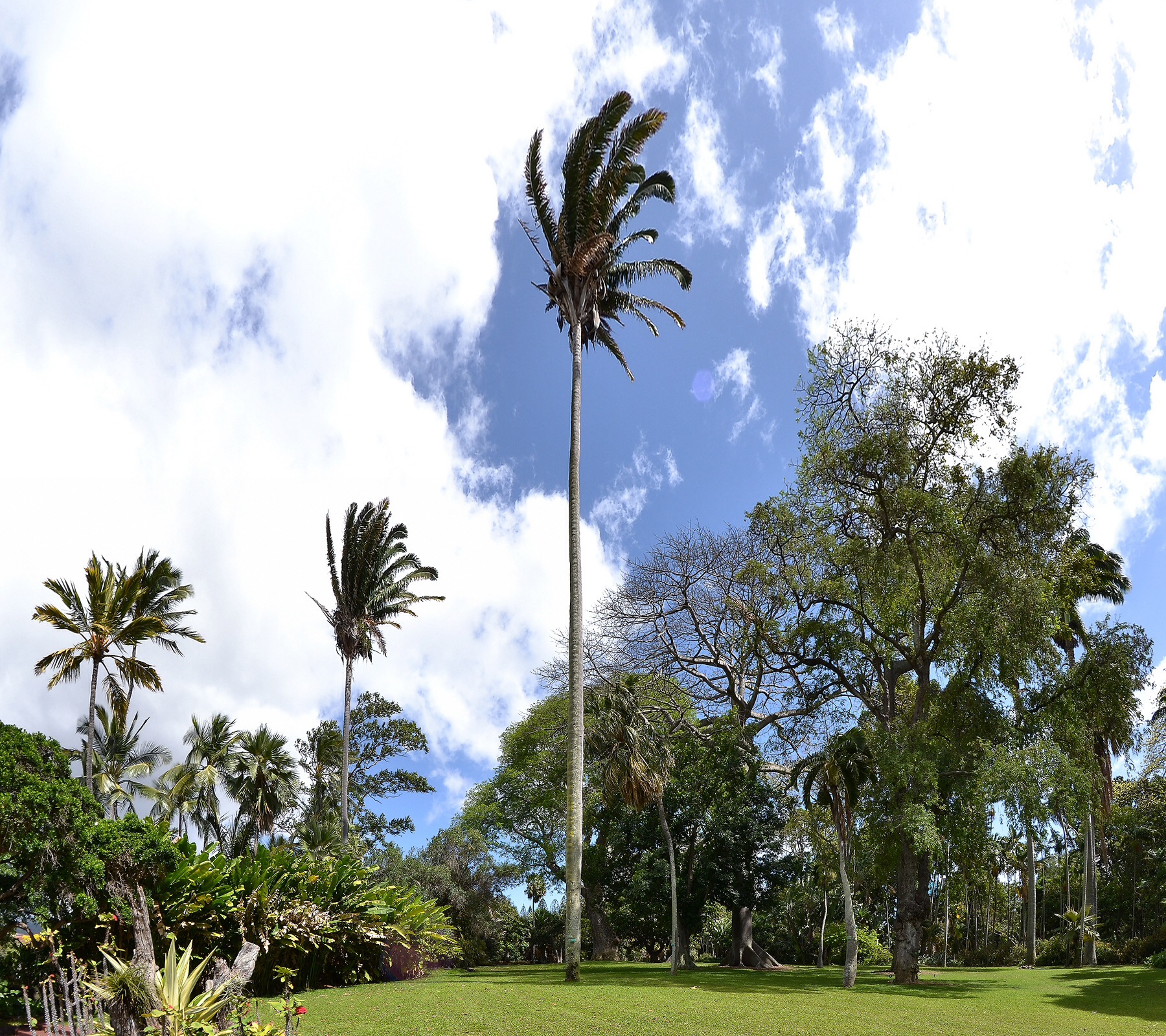 Foster Garden - Trees (04/19/2015)
