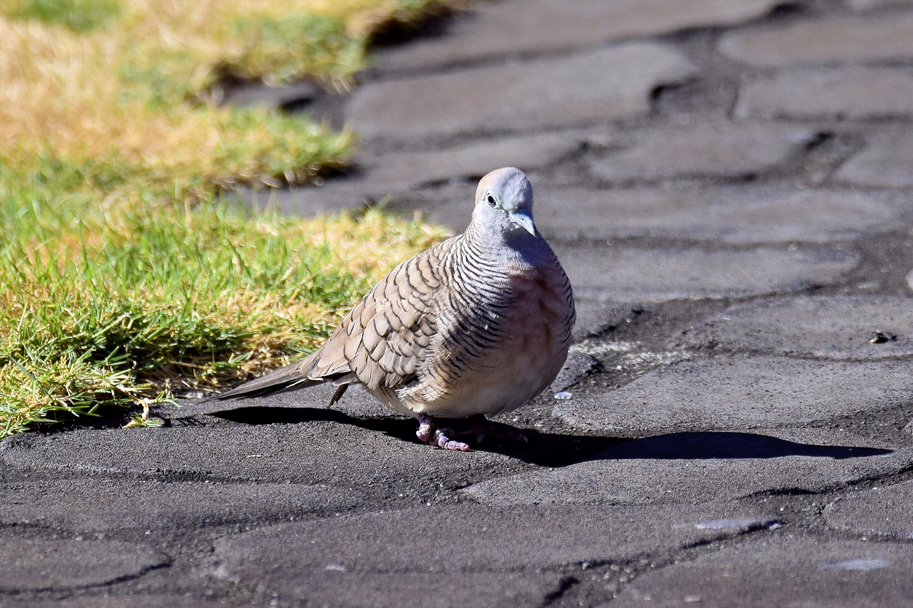 Zebra Dove (06/09/2015)