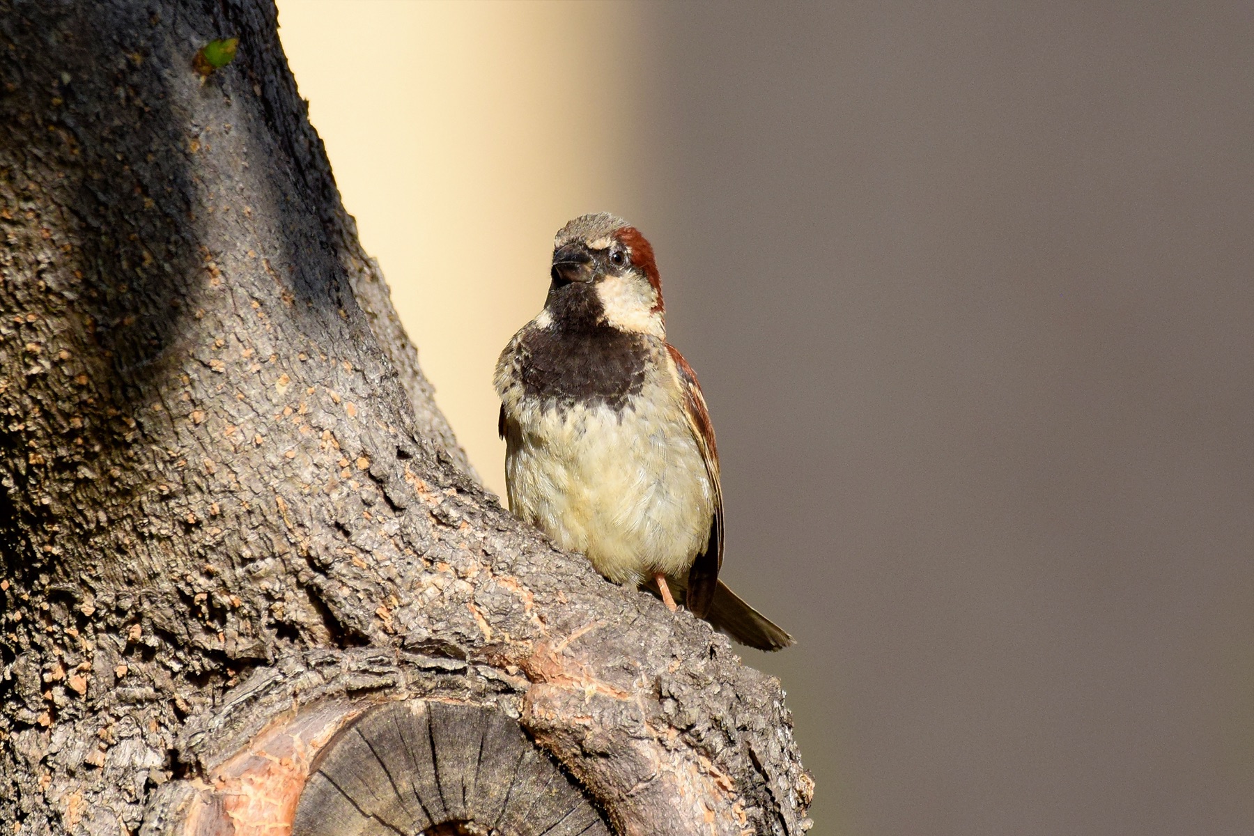 House Sparrow (06/10/2015)