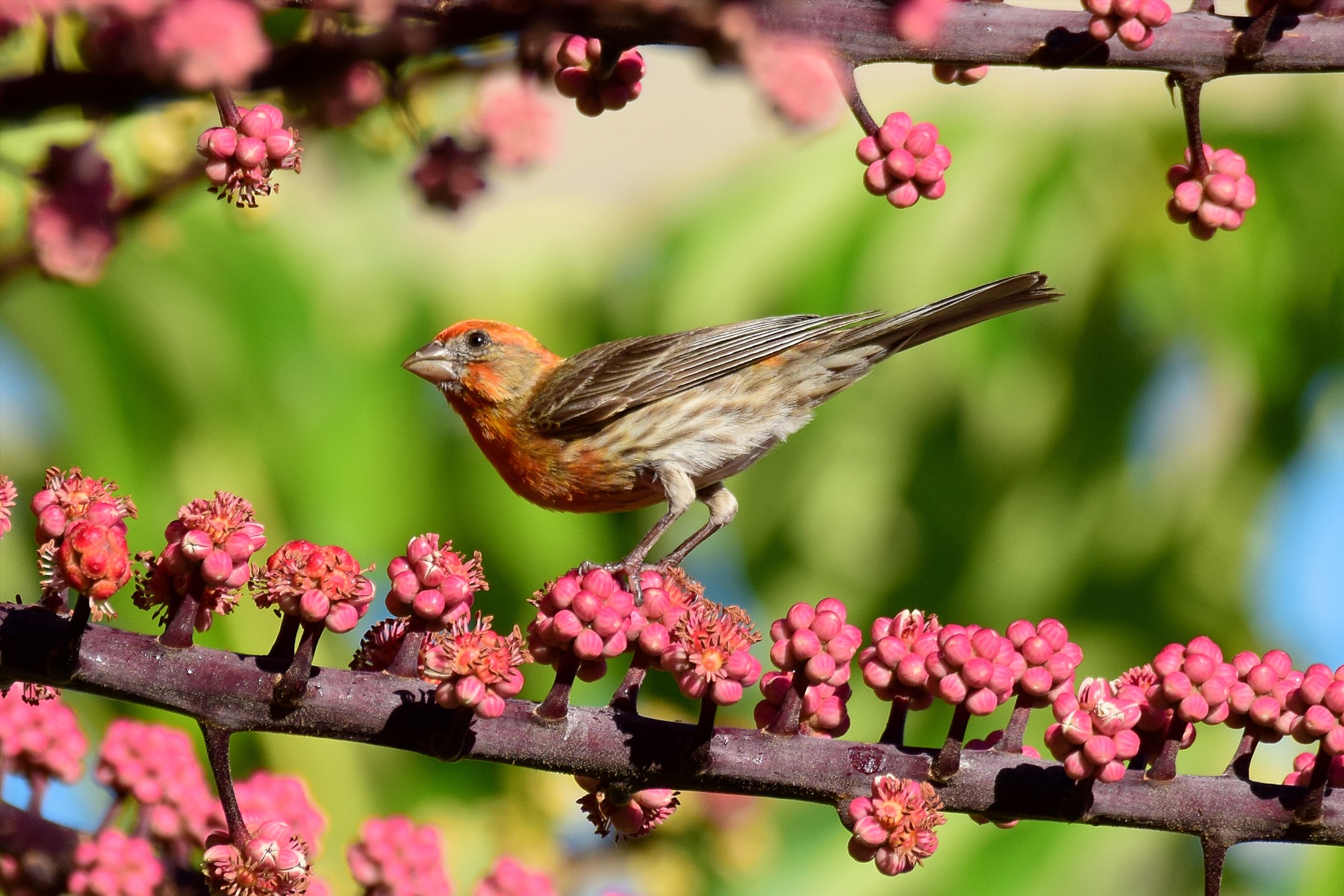 Male House Finch (06/10/2015)