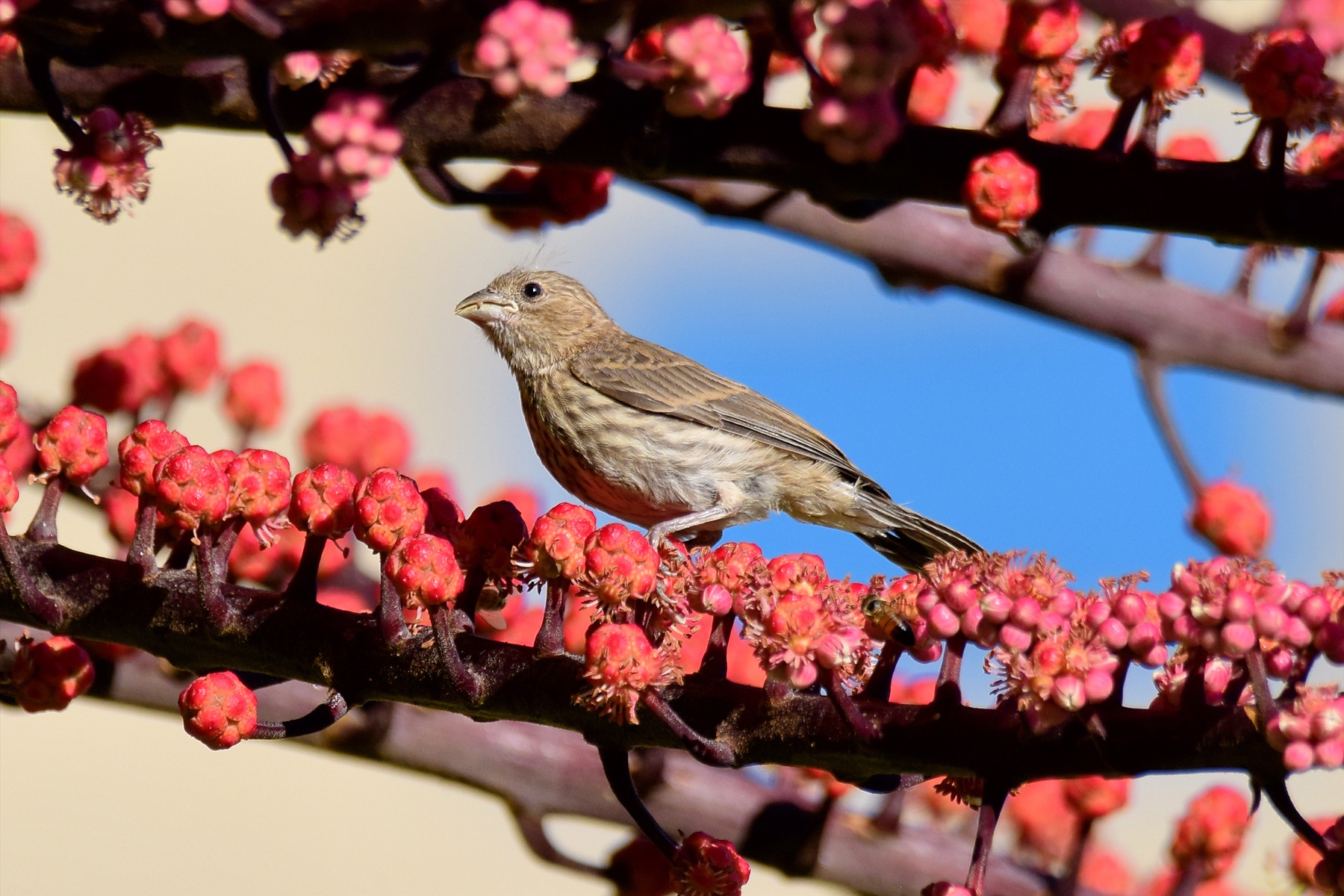 Female House Finch (06/10/2015)
