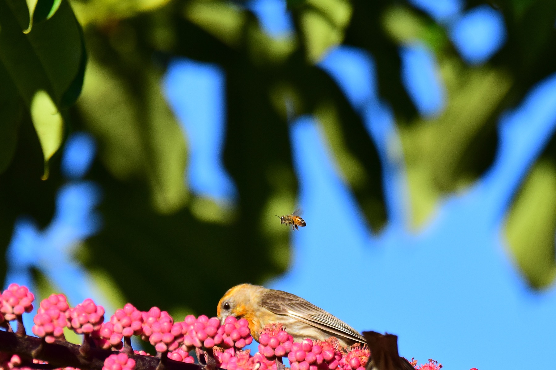Incoming Visitor (06/14/2015)