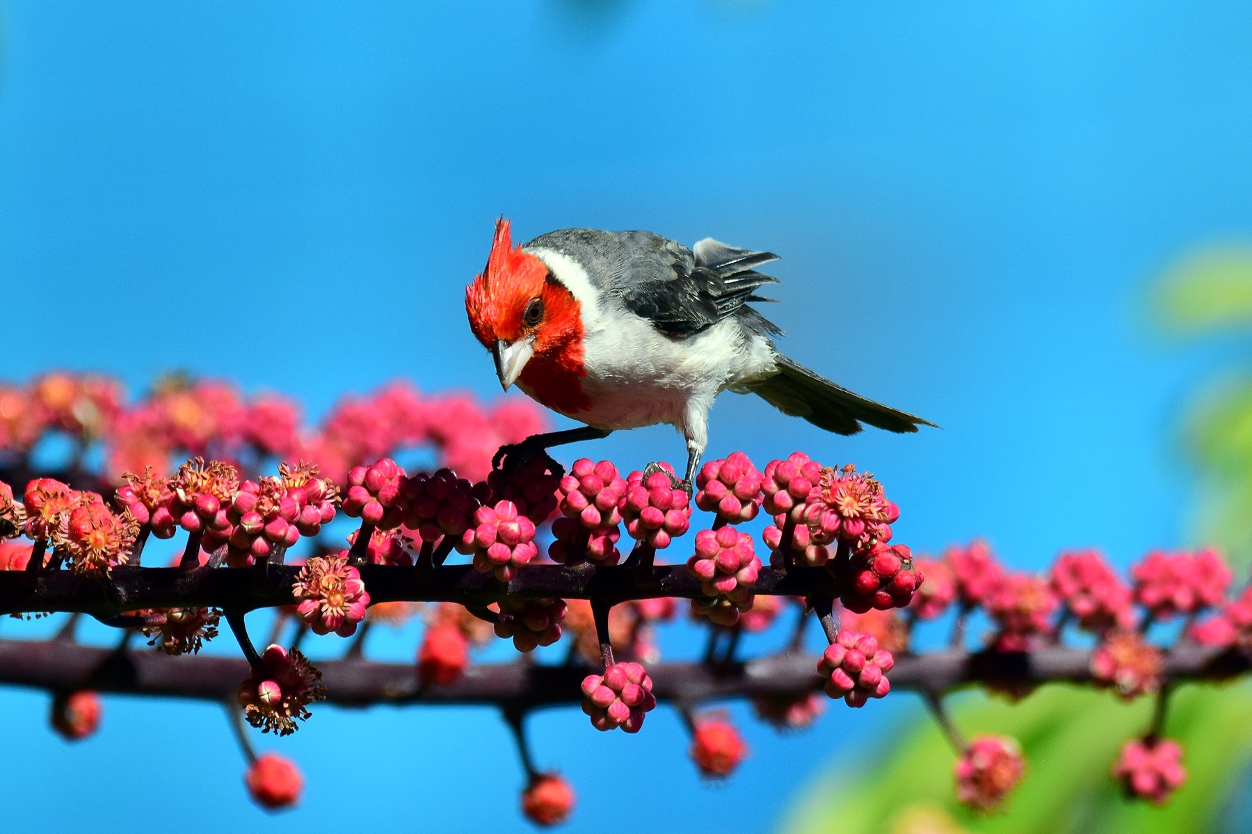 Red-Crested Cardinal - Looking Closely (06/21/2015)