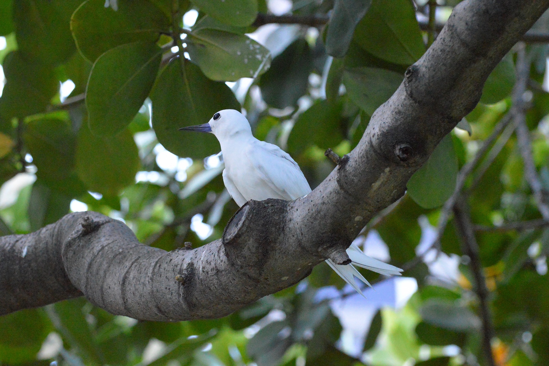 White Tern (06/28/2015)