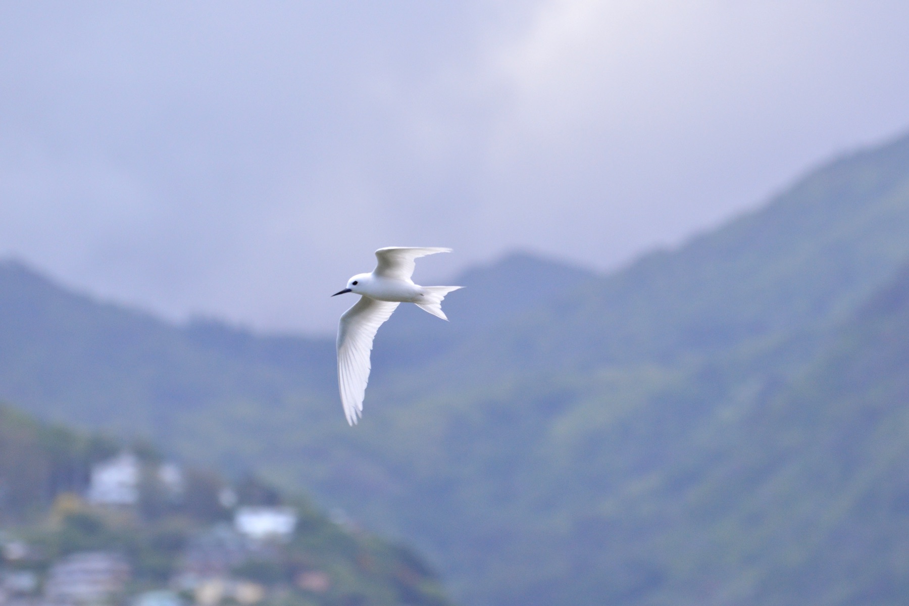White Tern BIF (06/28/2015)