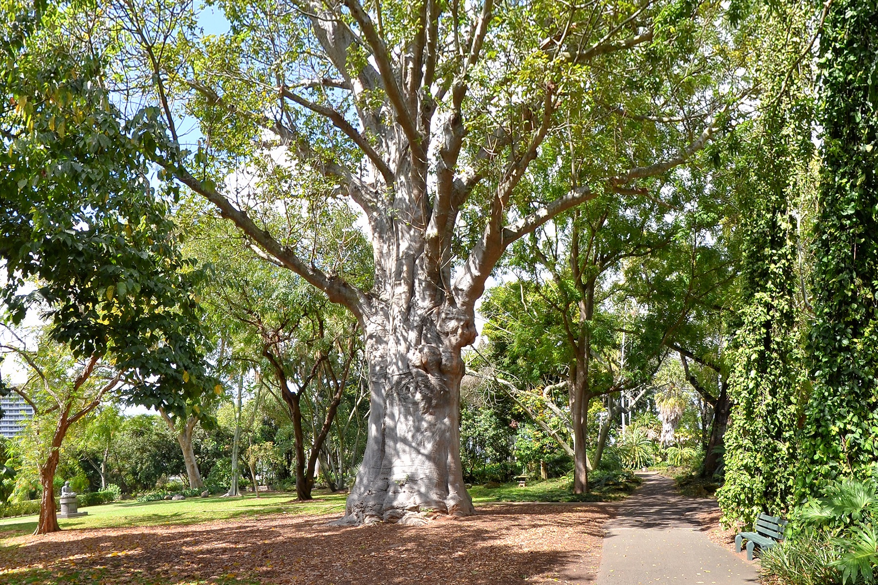 Foster Garden walking trail - Defished using DxO and Pano Warp