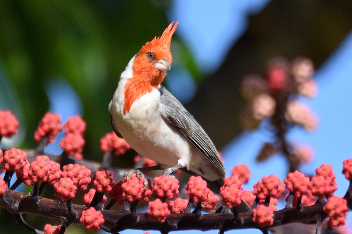 Red-Crested Cardinal (07/05/2015)