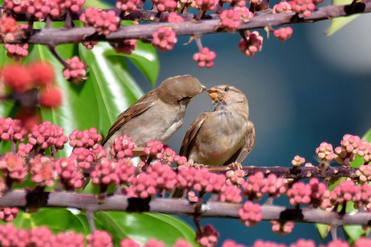 Caring Peck (07/06/2015)