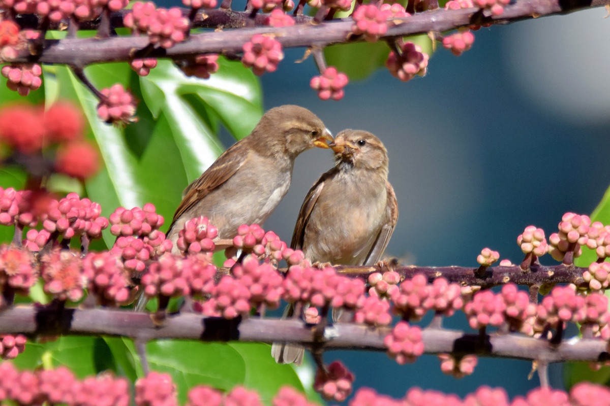 Caring Peck #2 (07/06/2015)