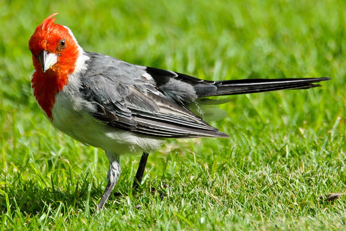 Red-Crested Cardinal - May I have this dance? (08/12/2015)