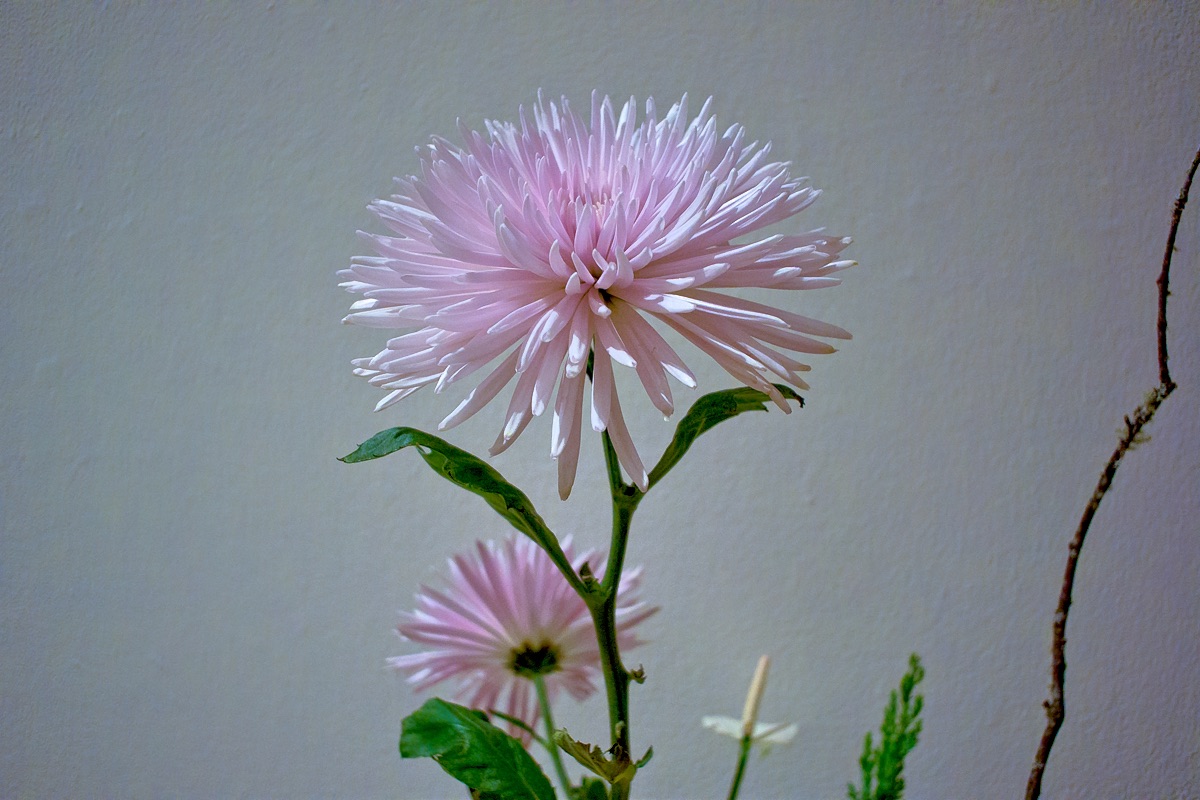 Honolulu Museum of Art School - Flower #1 (10/18/2015)