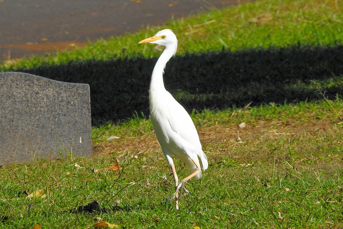 Cattle Egret (taken on 01/29/2016)