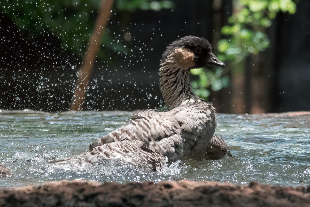 Honolulu Zoo - Hawaiian Nene Goose (splish splash) (taken on 07/20/2016)