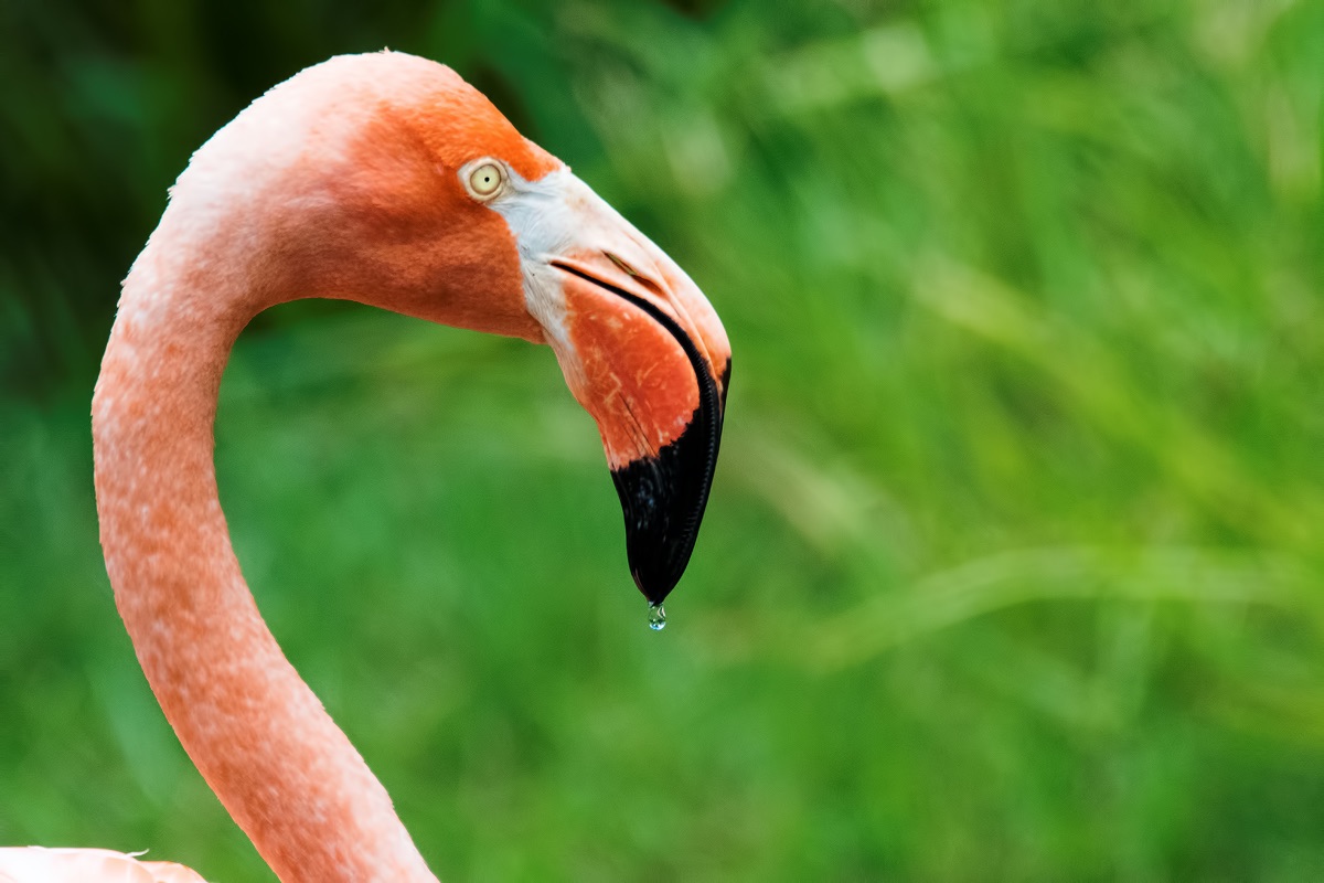 Honolulu Zoo - American Flamingo (water dripping) (taken on 07/20/2016)