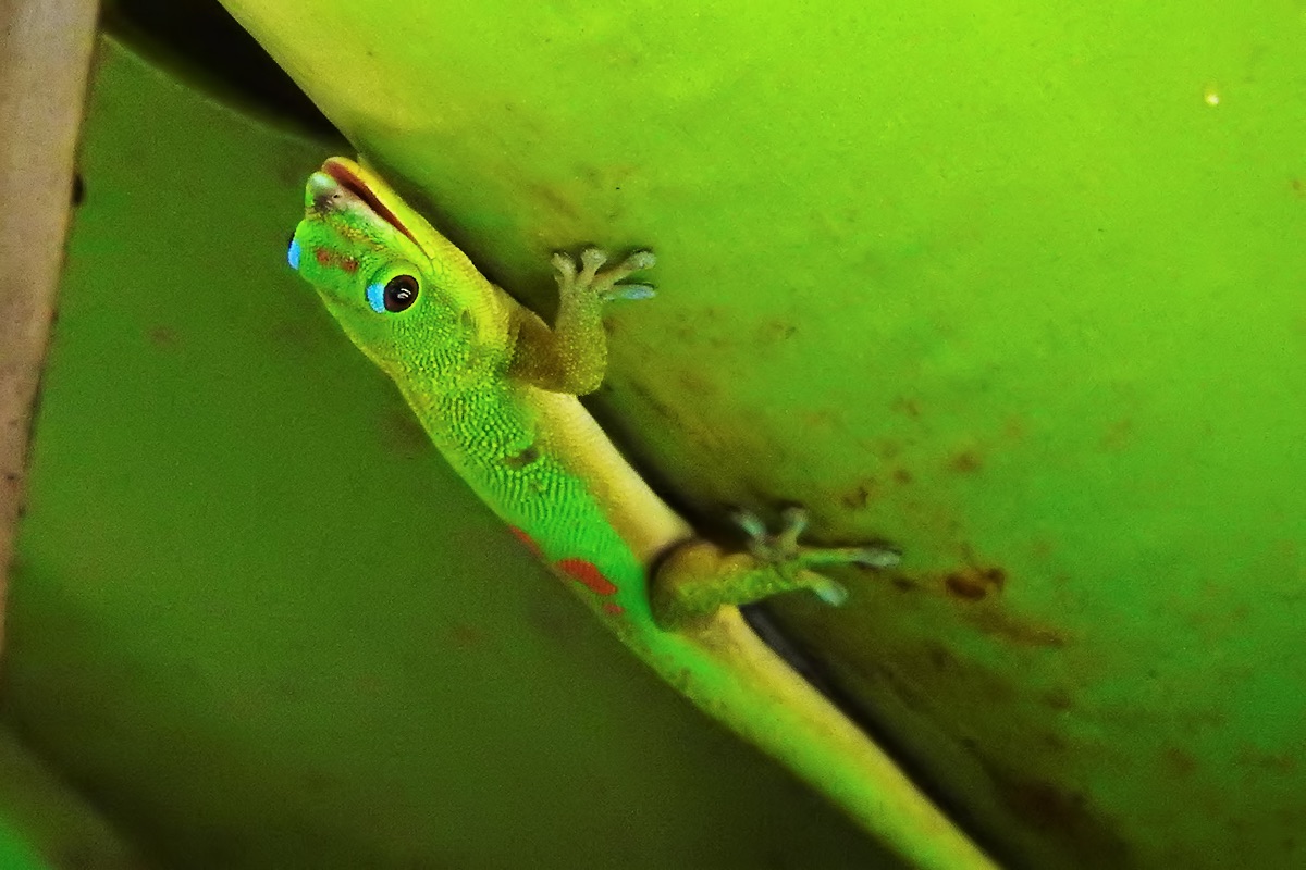 Foster Botanical Garden - Gold Dust Day Gecko (taken on 08/02/2016)