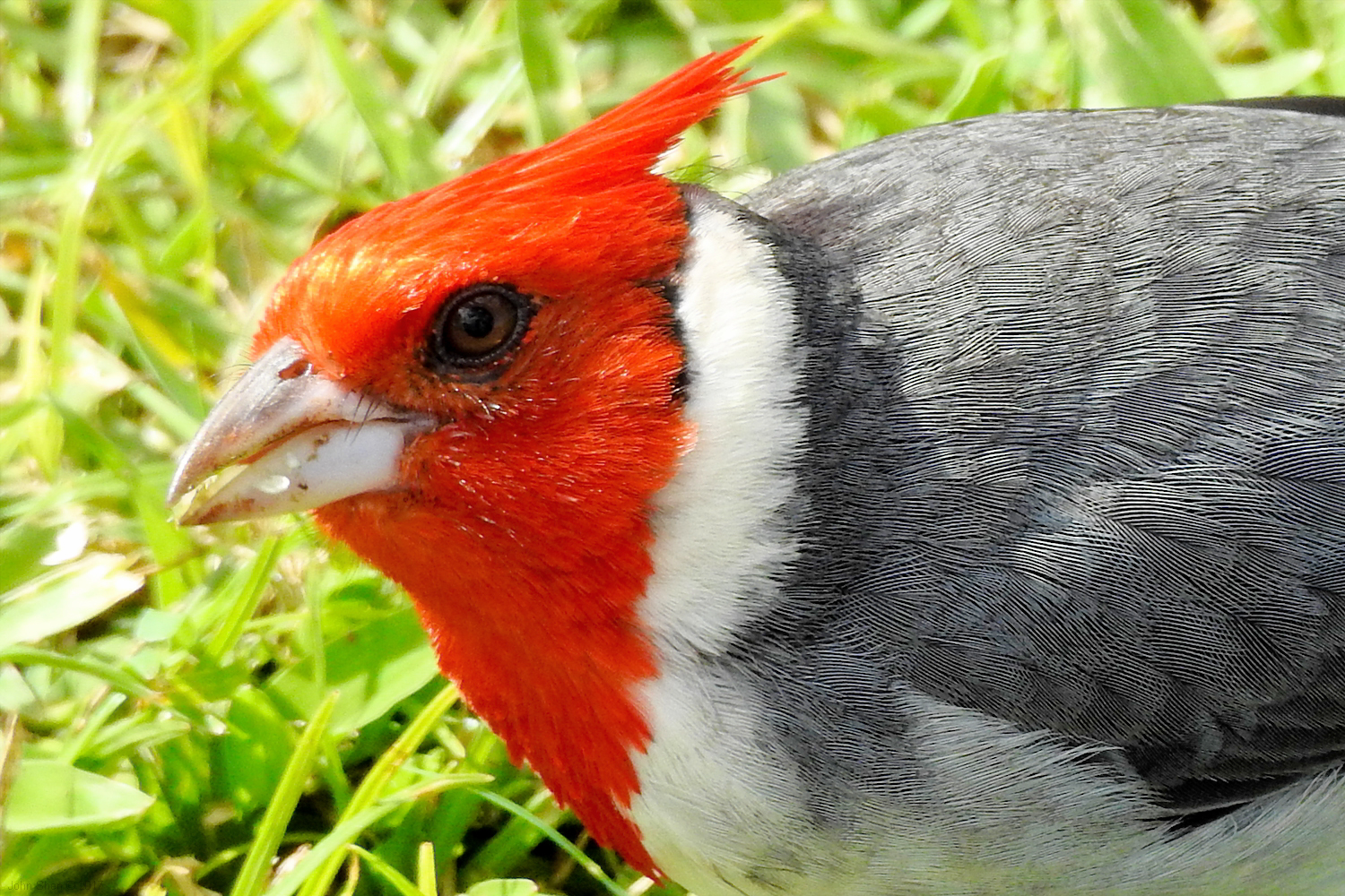 Red-crested Cardinal eye to eye (taken on 02/09/2017)