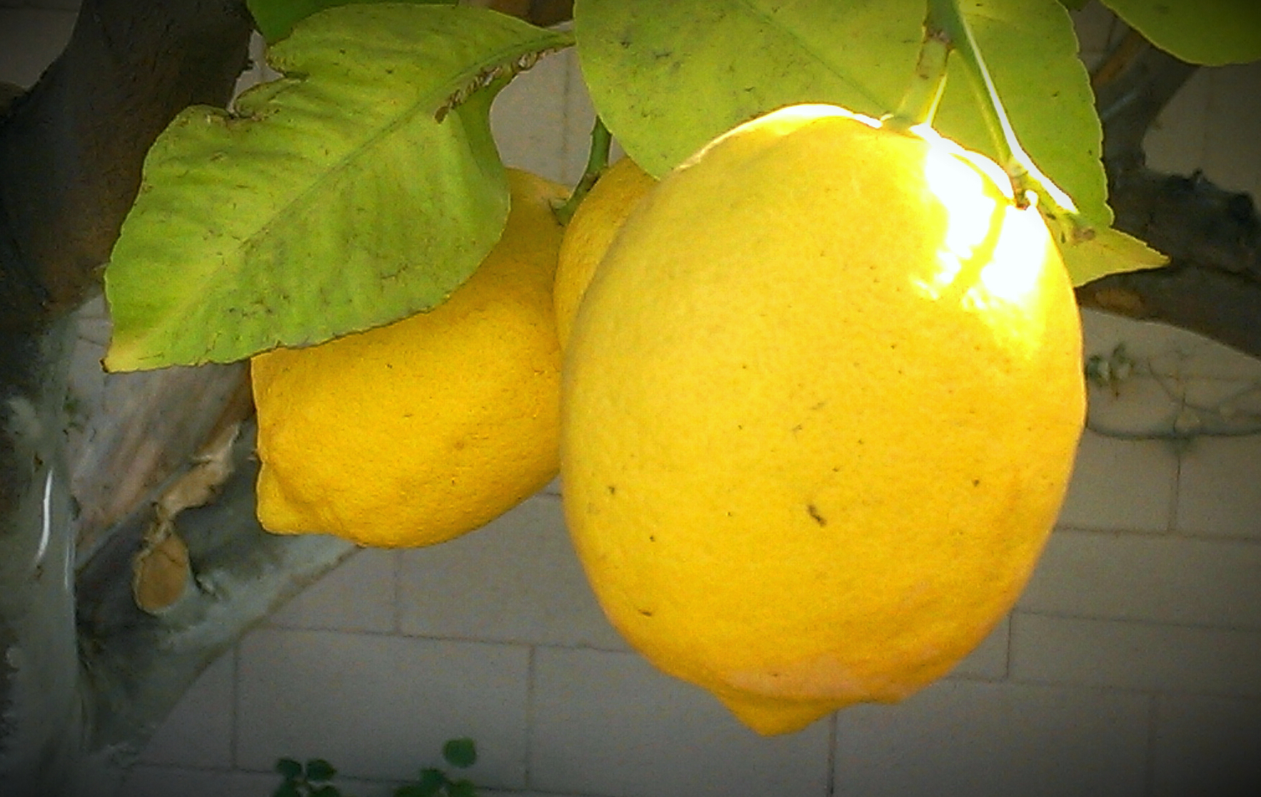 Lemons in the back yard