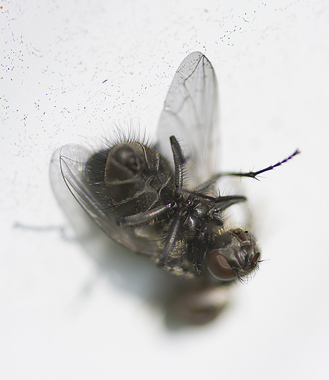 insects