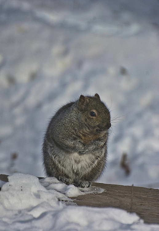 squirrels
