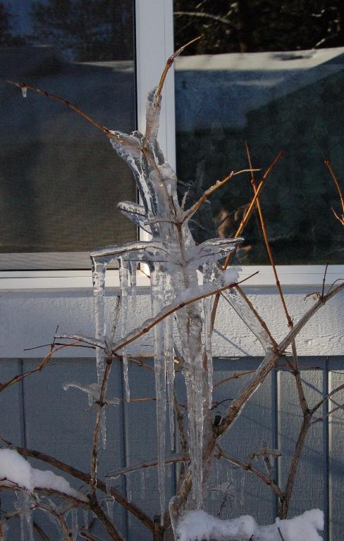 DSC_7906.JPG