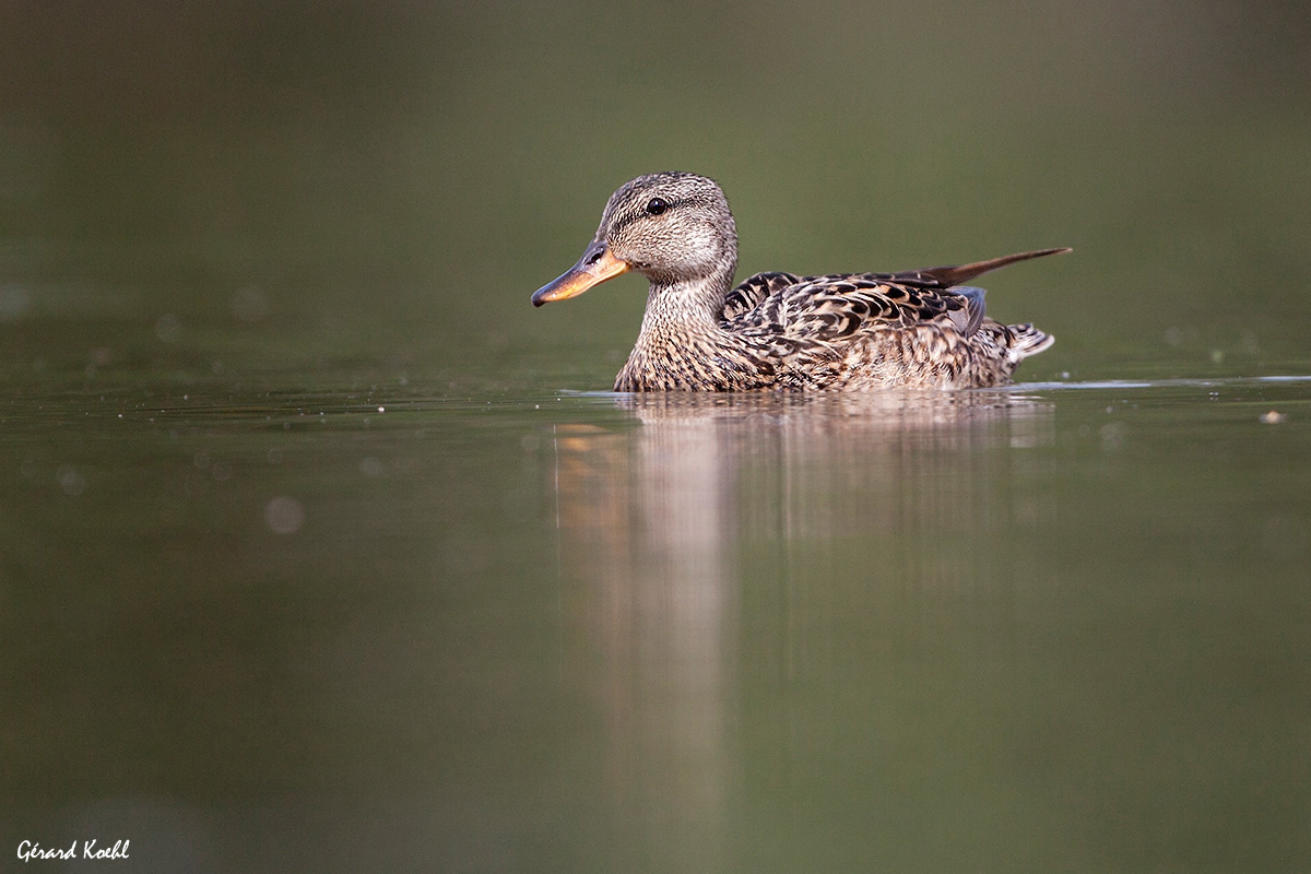 Canard chipeau