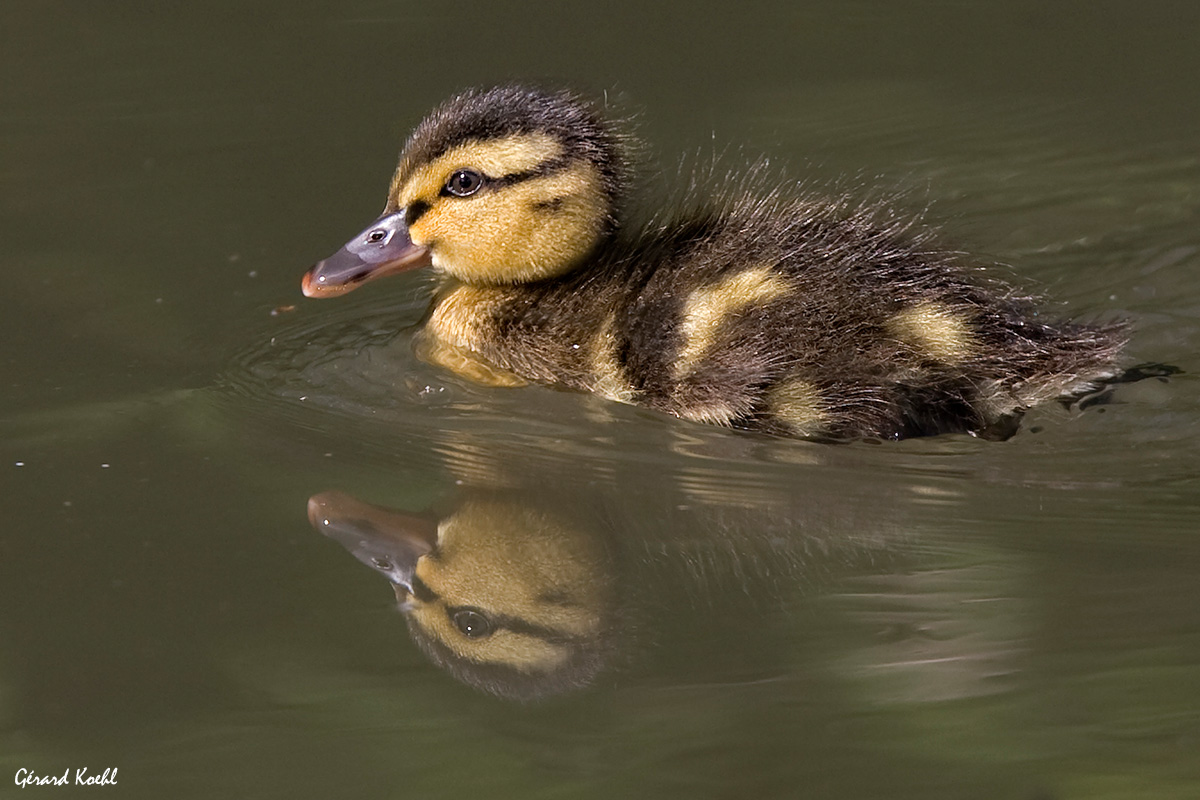 Jeune canard colvert