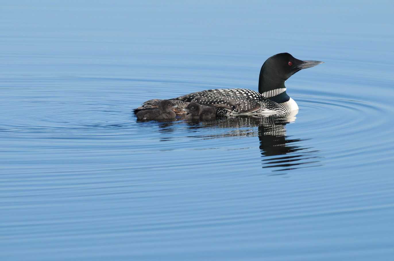 Loon #6