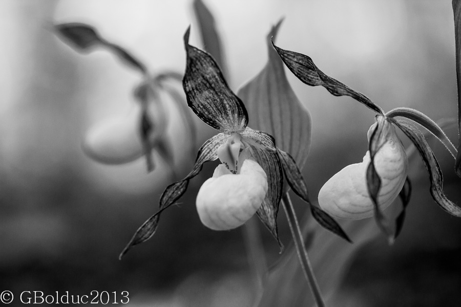 Sabot de vnus_Lady slipper group