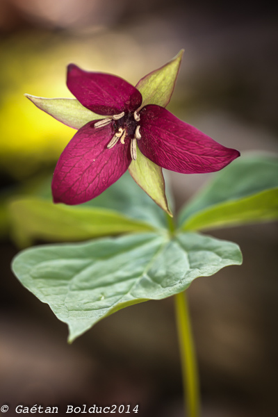 Trille dress_Purple Trillium