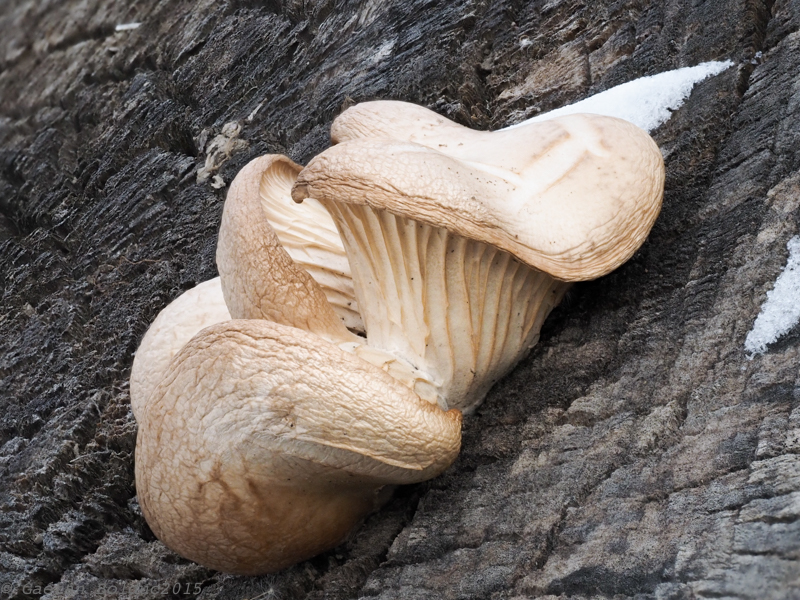Champignons dhiver_Winter mushrooms