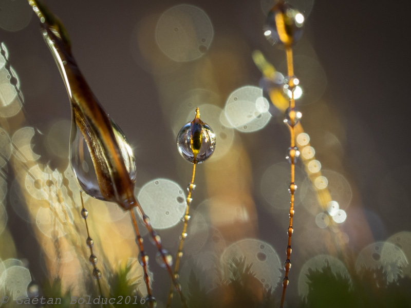 Water droplets on mosses