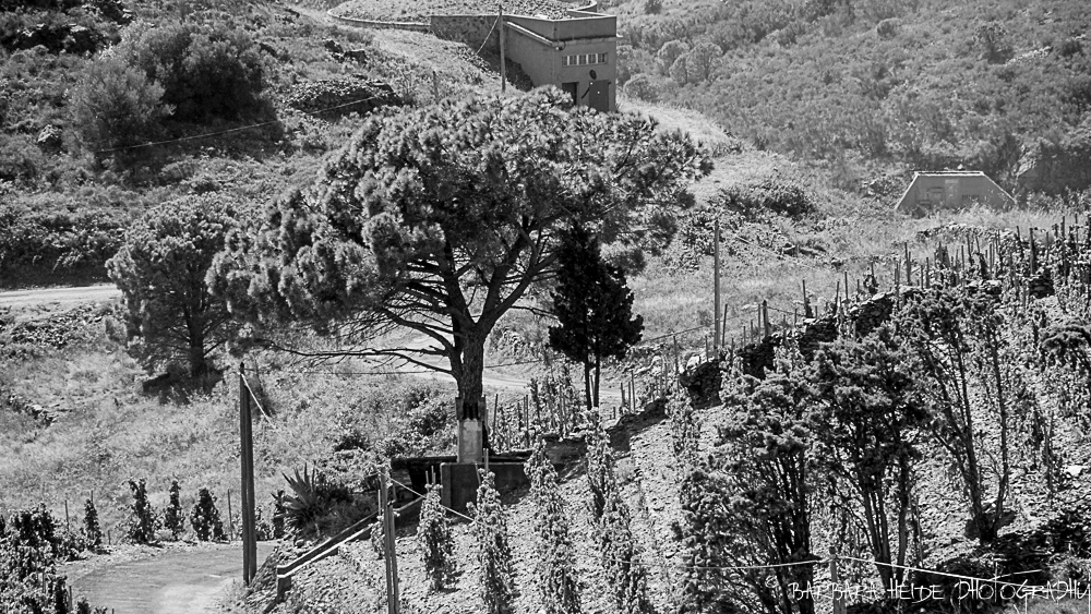 vineyard