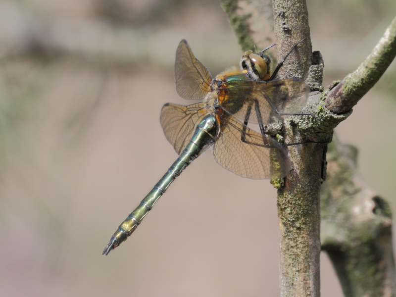 Smaragdlibel - Cordulia aenea - Downy Emerald
