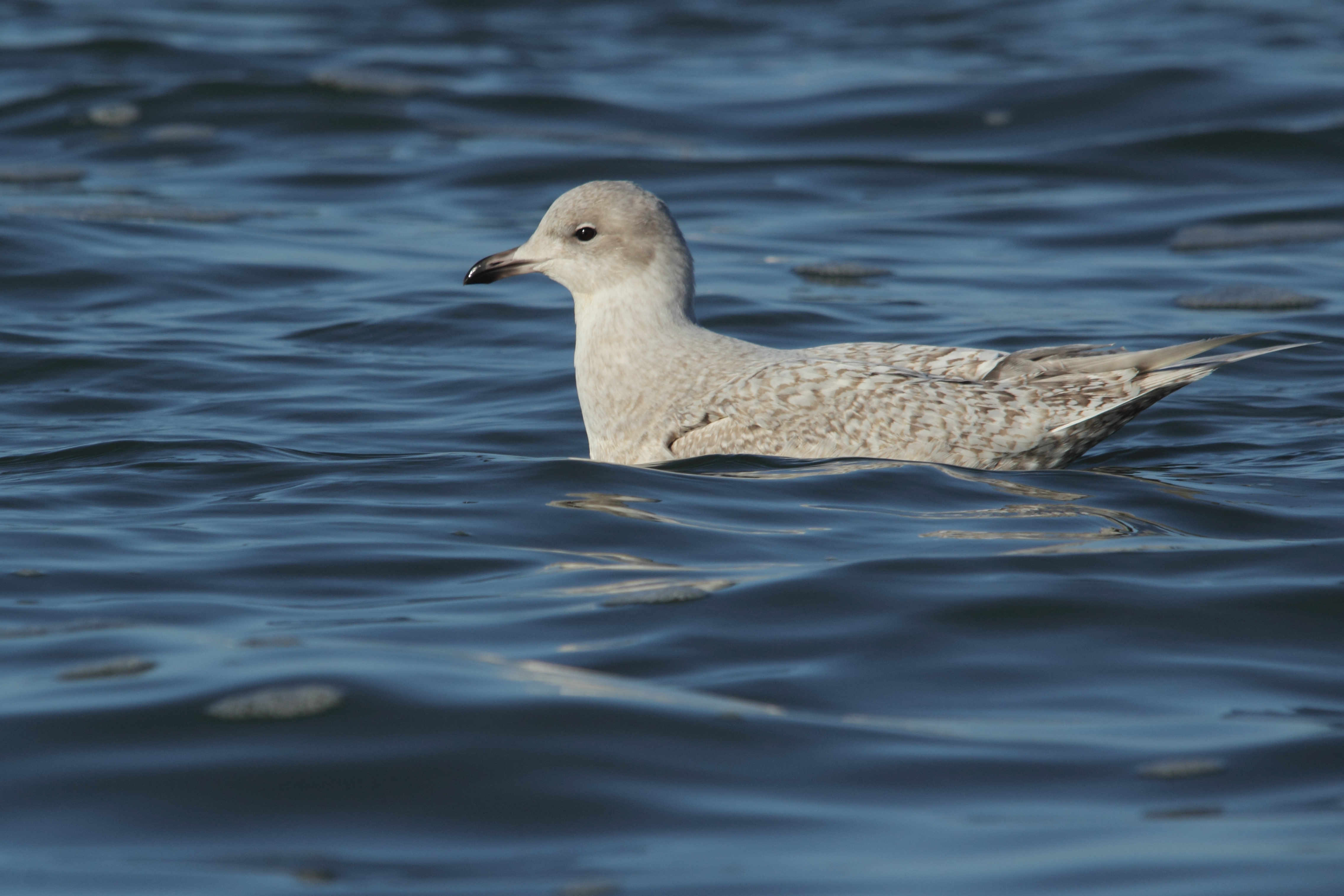 Iceland Gull - Larus glaucoides glaucoides - Kleine burgemeester