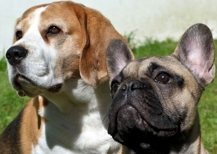 Baylee and Hooch