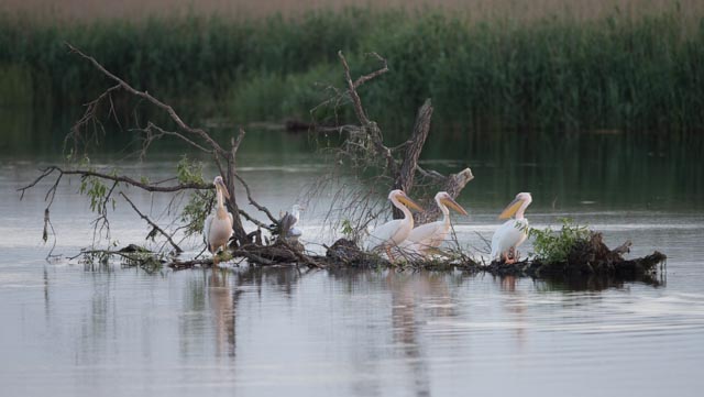 Roze Pelikaan - Pelecanus onocrotalus