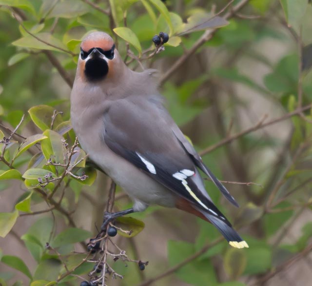 Bohemian Waxwing - Pestvogel - Bombycilla garrulus