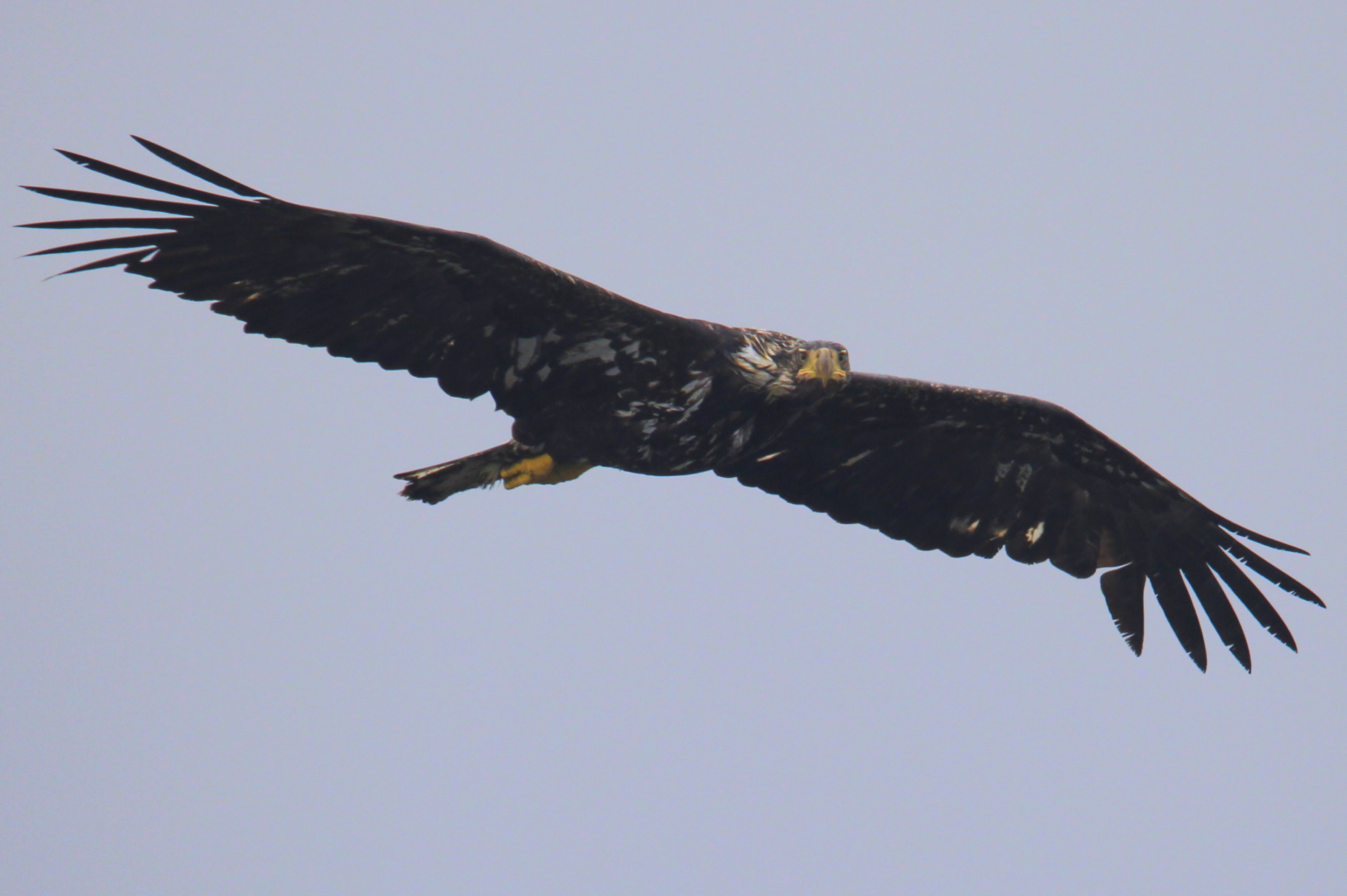 Adolescent Bald Eagle