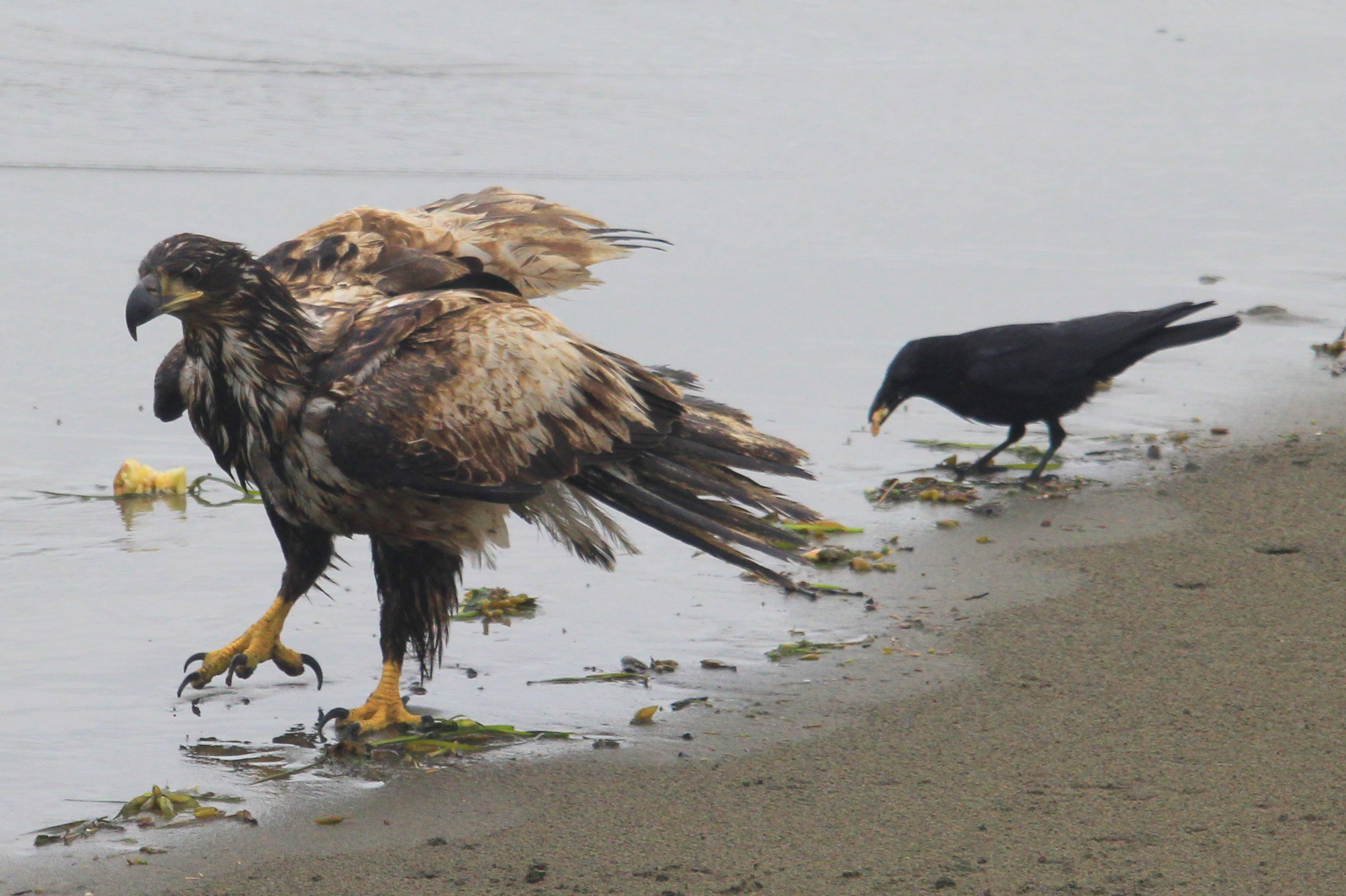 Adolescent Bald Eagle 