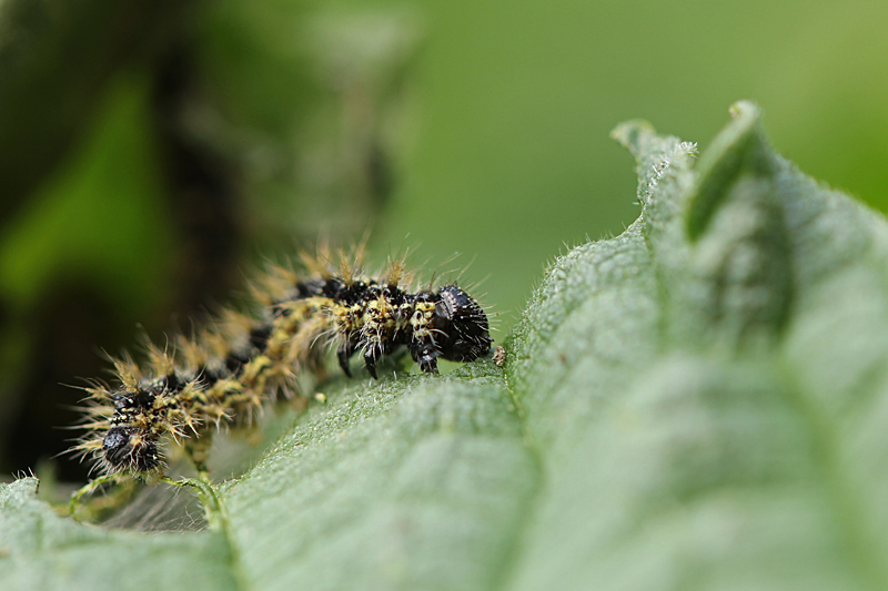 Rups, dag 13