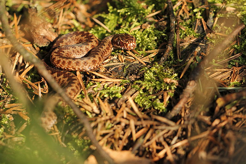 Adder