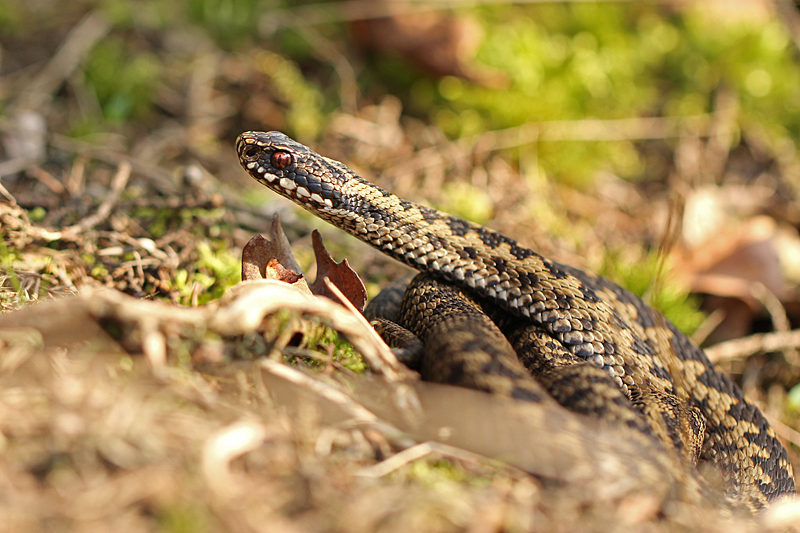 Adder