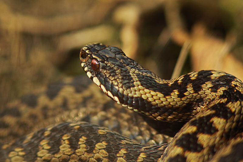 Adder