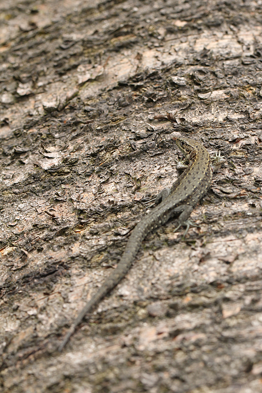 Levendbarende Hagedis
