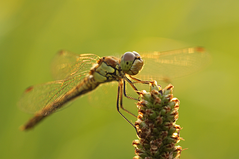 Steenrode Heidelibel