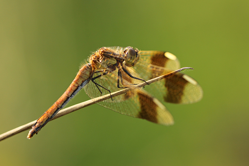 Bandheidelibel
