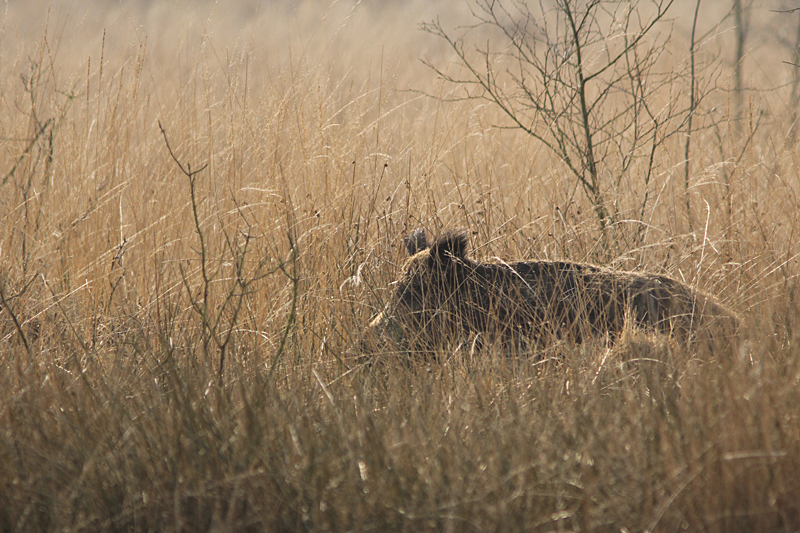Wild Zwijn