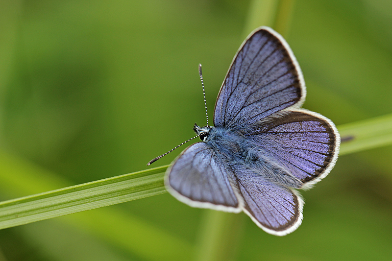 Klaverblauwtje, Rotklee-Bluling